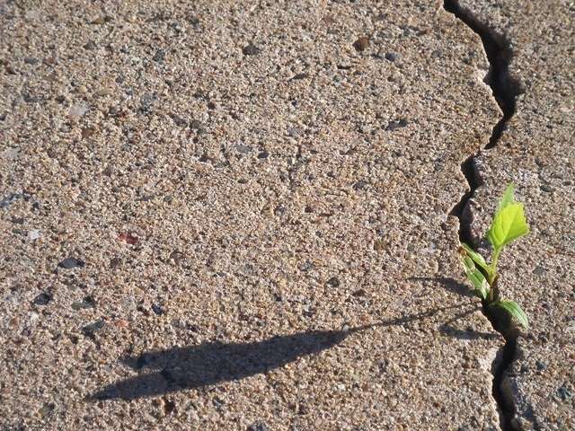 green-plant-in-cement-2-1360751-640x480